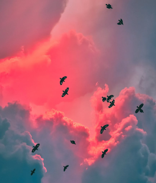 Birds flying around white pink sky